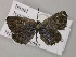  (Pseudophilotes vicrama - BC ZSM Lep 56975)  @13 [ ] CreativeCommons - Attribution Non-Commercial Share-Alike (2011) Axel Hausmann/Bavarian State Collection of Zoology (ZSM) SNSB, Zoologische Staatssammlung Muenchen