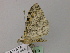  ( - BC ZSM Lep 56979)  @12 [ ] CreativeCommons - Attribution Non-Commercial Share-Alike (2011) Axel Hausmann/Bavarian State Collection of Zoology (ZSM) SNSB, Zoologische Staatssammlung Muenchen