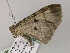  ( - BC ZSM Lep 56981)  @13 [ ] CreativeCommons - Attribution Non-Commercial Share-Alike (2011) Axel Hausmann/Bavarian State Collection of Zoology (ZSM) SNSB, Zoologische Staatssammlung Muenchen