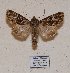  ( - BC ZSM Lep 57014)  @12 [ ] Copyright (2011) Axel Hausmann/Bavarian State Collection of Zoology (ZSM) SNSB, Zoologische Staatssammlung Muenchen