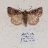  (Xestia agathina - BC ZSM Lep 57021)  @15 [ ] Copyright (2011) Axel Hausmann/Bavarian State Collection of Zoology (ZSM) SNSB, Zoologische Staatssammlung Muenchen