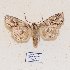  ( - BC ZSM Lep 57022)  @13 [ ] Copyright (2011) Axel Hausmann/Bavarian State Collection of Zoology (ZSM) SNSB, Zoologische Staatssammlung Muenchen
