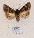  ( - BC ZSM Lep 57023)  @12 [ ] Copyright (2011) Axel Hausmann/Bavarian State Collection of Zoology (ZSM) SNSB, Zoologische Staatssammlung Muenchen