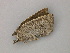  ( - BC ZSM Lep 57033)  @12 [ ] CreativeCommons - Attribution Non-Commercial Share-Alike (2011) Axel Hausmann/Bavarian State Collection of Zoology (ZSM) SNSB, Zoologische Staatssammlung Muenchen