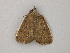  ( - BC ZSM Lep 57048)  @12 [ ] CreativeCommons - Attribution Non-Commercial Share-Alike (2011) Axel Hausmann/Bavarian State Collection of Zoology (ZSM) SNSB, Zoologische Staatssammlung Muenchen
