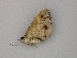  (Chrysolarentia AH01Tas - BC ZSM Lep 57049)  @12 [ ] CreativeCommons - Attribution Non-Commercial Share-Alike (2011) Axel Hausmann/Bavarian State Collection of Zoology (ZSM) SNSB, Zoologische Staatssammlung Muenchen
