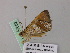 ( - BC ZSM Lep 57052)  @12 [ ] CreativeCommons - Attribution Non-Commercial Share-Alike (2011) Axel Hausmann/Bavarian State Collection of Zoology (ZSM) SNSB, Zoologische Staatssammlung Muenchen