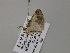  ( - BC ZSM Lep 57062)  @12 [ ] CreativeCommons - Attribution Non-Commercial Share-Alike (2011) Axel Hausmann/Bavarian State Collection of Zoology (ZSM) SNSB, Zoologische Staatssammlung Muenchen