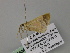  ( - BC ZSM Lep 57064)  @12 [ ] CreativeCommons - Attribution Non-Commercial Share-Alike (2011) Axel Hausmann/Bavarian State Collection of Zoology (ZSM) SNSB, Zoologische Staatssammlung Muenchen