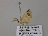  ( - BC ZSM Lep 57065)  @11 [ ] CreativeCommons - Attribution Non-Commercial Share-Alike (2011) Axel Hausmann/Bavarian State Collection of Zoology (ZSM) SNSB, Zoologische Staatssammlung Muenchen