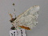  ( - BC ZSM Lep 57078)  @13 [ ] CreativeCommons - Attribution Non-Commercial Share-Alike (2011) Axel Hausmann/Bavarian State Collection of Zoology (ZSM) SNSB, Zoologische Staatssammlung Muenchen