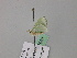  ( - BC ZSM Lep 57081)  @12 [ ] CreativeCommons - Attribution Non-Commercial Share-Alike (2011) Axel Hausmann/Bavarian State Collection of Zoology (ZSM) SNSB, Zoologische Staatssammlung Muenchen