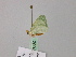  ( - BC ZSM Lep 57082)  @12 [ ] CreativeCommons - Attribution Non-Commercial Share-Alike (2011) Axel Hausmann/Bavarian State Collection of Zoology (ZSM) SNSB, Zoologische Staatssammlung Muenchen