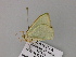  ( - BC ZSM Lep 57089)  @12 [ ] CreativeCommons - Attribution Non-Commercial Share-Alike (2011) Axel Hausmann/Bavarian State Collection of Zoology (ZSM) SNSB, Zoologische Staatssammlung Muenchen