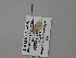  (Chloroclystis AH01Za - BC ZSM Lep 57094)  @11 [ ] CreativeCommons - Attribution Non-Commercial Share-Alike (2011) Axel Hausmann/Bavarian State Collection of Zoology (ZSM) SNSB, Zoologische Staatssammlung Muenchen
