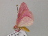  ( - BC ZSM Lep 57112)  @13 [ ] CreativeCommons - Attribution Non-Commercial Share-Alike (2011) Axel Hausmann/Bavarian State Collection of Zoology (ZSM) SNSB, Zoologische Staatssammlung Muenchen