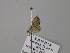  (Eupithecia AH01Za - BC ZSM Lep 57115)  @11 [ ] CreativeCommons - Attribution Non-Commercial Share-Alike (2011) Axel Hausmann/Bavarian State Collection of Zoology (ZSM) SNSB, Zoologische Staatssammlung Muenchen