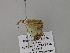  ( - BC ZSM Lep 57118)  @12 [ ] CreativeCommons - Attribution Non-Commercial Share-Alike (2011) Axel Hausmann/Bavarian State Collection of Zoology (ZSM) SNSB, Zoologische Staatssammlung Muenchen