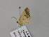  ( - BC ZSM Lep 57120)  @12 [ ] CreativeCommons - Attribution Non-Commercial Share-Alike (2011) Axel Hausmann/Bavarian State Collection of Zoology (ZSM) SNSB, Zoologische Staatssammlung Muenchen