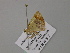  (Zamarada AH09Za - BC ZSM Lep 57122)  @13 [ ] CreativeCommons - Attribution Non-Commercial Share-Alike (2011) Axel Hausmann/Bavarian State Collection of Zoology (ZSM) SNSB, Zoologische Staatssammlung Muenchen