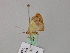  (Zamarada AH10Za - BC ZSM Lep 57123)  @13 [ ] CreativeCommons - Attribution Non-Commercial Share-Alike (2011) Axel Hausmann/Bavarian State Collection of Zoology (ZSM) SNSB, Zoologische Staatssammlung Muenchen