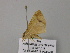  ( - BC ZSM Lep 57129)  @12 [ ] CreativeCommons - Attribution Non-Commercial Share-Alike (2011) Axel Hausmann/Bavarian State Collection of Zoology (ZSM) SNSB, Zoologische Staatssammlung Muenchen