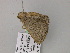  (Zamarada AH17Za - BC ZSM Lep 57130)  @12 [ ] CreativeCommons - Attribution Non-Commercial Share-Alike (2011) Axel Hausmann/Bavarian State Collection of Zoology (ZSM) SNSB, Zoologische Staatssammlung Muenchen