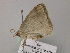  ( - BC ZSM Lep 57131)  @12 [ ] CreativeCommons - Attribution Non-Commercial Share-Alike (2011) Axel Hausmann/Bavarian State Collection of Zoology (ZSM) SNSB, Zoologische Staatssammlung Muenchen