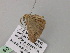  ( - BC ZSM Lep 57135)  @12 [ ] CreativeCommons - Attribution Non-Commercial Share-Alike (2011) Axel Hausmann/Bavarian State Collection of Zoology (ZSM) SNSB, Zoologische Staatssammlung Muenchen
