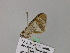  ( - BC ZSM Lep 57144)  @13 [ ] CreativeCommons - Attribution Non-Commercial Share-Alike (2011) Axel Hausmann/Bavarian State Collection of Zoology (ZSM) SNSB, Zoologische Staatssammlung Muenchen