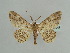  ( - BC ZSM Lep 59047)  @11 [ ] CreativeCommons - Attribution Non-Commercial Share-Alike (2011) Axel Hausmann/Bavarian State Collection of Zoology (ZSM) SNSB, Zoologische Staatssammlung Muenchen