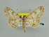  ( - BC ZSM Lep 59050)  @11 [ ] CreativeCommons - Attribution Non-Commercial Share-Alike (2011) Axel Hausmann/Bavarian State Collection of Zoology (ZSM) SNSB, Zoologische Staatssammlung Muenchen