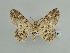  ( - BC ZSM Lep 59051)  @11 [ ] CreativeCommons - Attribution Non-Commercial Share-Alike (2011) Axel Hausmann/Bavarian State Collection of Zoology (ZSM) SNSB, Zoologische Staatssammlung Muenchen