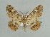  ( - BC ZSM Lep 59052)  @11 [ ] CreativeCommons - Attribution Non-Commercial Share-Alike (2011) Axel Hausmann/Bavarian State Collection of Zoology (ZSM) SNSB, Zoologische Staatssammlung Muenchen