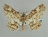  ( - BC ZSM Lep 59053)  @14 [ ] CreativeCommons - Attribution Non-Commercial Share-Alike (2011) Axel Hausmann/Bavarian State Collection of Zoology (ZSM) SNSB, Zoologische Staatssammlung Muenchen