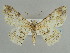  (Cleora serena - BC ZSM Lep 59055)  @11 [ ] CreativeCommons - Attribution Non-Commercial Share-Alike (2011) Axel Hausmann/Bavarian State Collection of Zoology (ZSM) SNSB, Zoologische Staatssammlung Muenchen