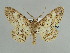  (Cleora thyris - BC ZSM Lep 59056)  @14 [ ] CreativeCommons - Attribution Non-Commercial Share-Alike (2011) Axel Hausmann/Bavarian State Collection of Zoology (ZSM) SNSB, Zoologische Staatssammlung Muenchen