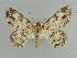  (Cleora fernandi - BC ZSM Lep 59057)  @14 [ ] CreativeCommons - Attribution Non-Commercial Share-Alike (2011) Axel Hausmann/Bavarian State Collection of Zoology (ZSM) SNSB, Zoologische Staatssammlung Muenchen