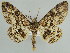  ( - BC ZSM Lep 59059)  @14 [ ] CreativeCommons - Attribution Non-Commercial Share-Alike (2011) Axel Hausmann/Bavarian State Collection of Zoology (ZSM) SNSB, Zoologische Staatssammlung Muenchen