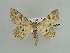  ( - BC ZSM Lep 59061)  @14 [ ] CreativeCommons - Attribution Non-Commercial Share-Alike (2011) Axel Hausmann/Bavarian State Collection of Zoology (ZSM) SNSB, Zoologische Staatssammlung Muenchen