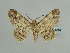  (Cleora scobina - BC ZSM Lep 59062)  @13 [ ] CreativeCommons - Attribution Non-Commercial Share-Alike (2011) Axel Hausmann/Bavarian State Collection of Zoology (ZSM) SNSB, Zoologische Staatssammlung Muenchen