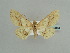  ( - BC ZSM Lep 59063)  @13 [ ] CreativeCommons - Attribution Non-Commercial Share-Alike (2011) Axel Hausmann/Bavarian State Collection of Zoology (ZSM) SNSB, Zoologische Staatssammlung Muenchen