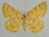  ( - BC ZSM Lep 59065)  @14 [ ] CreativeCommons - Attribution Non-Commercial Share-Alike (2011) Axel Hausmann/Bavarian State Collection of Zoology (ZSM) SNSB, Zoologische Staatssammlung Muenchen