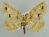  (Psyra similaria - BC ZSM Lep 59076)  @14 [ ] CreativeCommons - Attribution Non-Commercial Share-Alike (2011) Axel Hausmann/Bavarian State Collection of Zoology (ZSM) SNSB, Zoologische Staatssammlung Muenchen