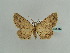  (Stenalcidia delgada - BC ZSM Lep 59083)  @11 [ ] CreativeCommons - Attribution Non-Commercial Share-Alike (2011) Axel Hausmann/Bavarian State Collection of Zoology (ZSM) SNSB, Zoologische Staatssammlung Muenchen