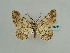  ( - BC ZSM Lep 59084)  @11 [ ] CreativeCommons - Attribution Non-Commercial Share-Alike (2011) Axel Hausmann/Bavarian State Collection of Zoology (ZSM) SNSB, Zoologische Staatssammlung Muenchen