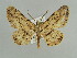  (Stenalcidia dukinfieldi - BC ZSM Lep 59085)  @12 [ ] CreativeCommons - Attribution Non-Commercial Share-Alike (2011) Axel Hausmann/Bavarian State Collection of Zoology (ZSM) SNSB, Zoologische Staatssammlung Muenchen