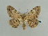  (Stenalcidia grossica - BC ZSM Lep 59086)  @14 [ ] CreativeCommons - Attribution Non-Commercial Share-Alike (2011) Axel Hausmann/Bavarian State Collection of Zoology (ZSM) SNSB, Zoologische Staatssammlung Muenchen