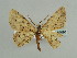  ( - BC ZSM Lep 59090)  @11 [ ] CreativeCommons - Attribution Non-Commercial Share-Alike (2011) Axel Hausmann/Bavarian State Collection of Zoology (ZSM) SNSB, Zoologische Staatssammlung Muenchen