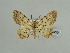  ( - BC ZSM Lep 59091)  @13 [ ] CreativeCommons - Attribution Non-Commercial Share-Alike (2011) Axel Hausmann/Bavarian State Collection of Zoology (ZSM) SNSB, Zoologische Staatssammlung Muenchen
